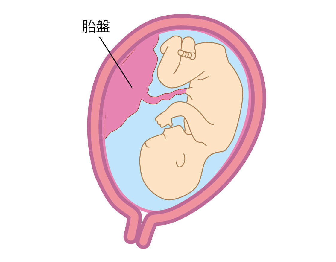胎盤のイラストです。